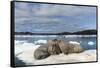 Walrus Resting on Ice in Hudson Bay, Nunavut, Canada-Paul Souders-Framed Stretched Canvas