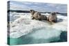 Walrus Resting on Ice in Hudson Bay, Nunavut, Canada-Paul Souders-Stretched Canvas