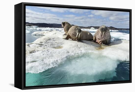 Walrus Resting on Ice in Hudson Bay, Nunavut, Canada-Paul Souders-Framed Stretched Canvas