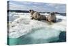 Walrus Resting on Ice in Hudson Bay, Nunavut, Canada-Paul Souders-Stretched Canvas