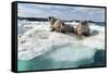 Walrus Resting on Ice in Hudson Bay, Nunavut, Canada-Paul Souders-Framed Stretched Canvas