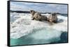 Walrus Resting on Ice in Hudson Bay, Nunavut, Canada-Paul Souders-Framed Stretched Canvas