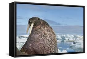 Walrus Resting on Ice in Hudson Bay, Nunavut, Canada-Paul Souders-Framed Stretched Canvas