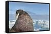 Walrus Resting on Ice in Hudson Bay, Nunavut, Canada-Paul Souders-Framed Stretched Canvas