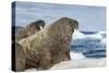 Walrus Resting on Ice in Hudson Bay, Nunavut, Canada-Paul Souders-Stretched Canvas