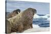 Walrus Resting on Ice in Hudson Bay, Nunavut, Canada-Paul Souders-Stretched Canvas