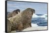 Walrus Resting on Ice in Hudson Bay, Nunavut, Canada-Paul Souders-Framed Stretched Canvas