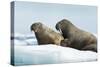 Walrus Resting on Ice in Hudson Bay, Nunavut, Canada-Paul Souders-Stretched Canvas