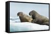 Walrus Resting on Ice in Hudson Bay, Nunavut, Canada-Paul Souders-Framed Stretched Canvas