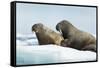 Walrus Resting on Ice in Hudson Bay, Nunavut, Canada-Paul Souders-Framed Stretched Canvas