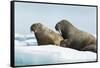 Walrus Resting on Ice in Hudson Bay, Nunavut, Canada-Paul Souders-Framed Stretched Canvas