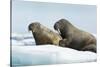 Walrus Resting on Ice in Hudson Bay, Nunavut, Canada-Paul Souders-Stretched Canvas