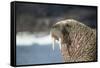 Walrus Resting on Ice in Hudson Bay, Nunavut, Canada-Paul Souders-Framed Stretched Canvas