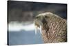 Walrus Resting on Ice in Hudson Bay, Nunavut, Canada-Paul Souders-Stretched Canvas