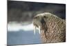 Walrus Resting on Ice in Hudson Bay, Nunavut, Canada-Paul Souders-Mounted Photographic Print