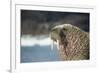 Walrus Resting on Ice in Hudson Bay, Nunavut, Canada-Paul Souders-Framed Photographic Print