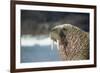 Walrus Resting on Ice in Hudson Bay, Nunavut, Canada-Paul Souders-Framed Photographic Print