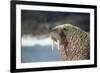 Walrus Resting on Ice in Hudson Bay, Nunavut, Canada-Paul Souders-Framed Photographic Print