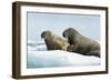 Walrus Resting on Ice in Hudson Bay, Nunavut, Canada-Paul Souders-Framed Photographic Print