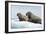 Walrus Resting on Ice in Hudson Bay, Nunavut, Canada-Paul Souders-Framed Photographic Print