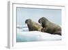 Walrus Resting on Ice in Hudson Bay, Nunavut, Canada-Paul Souders-Framed Photographic Print