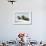 Walrus Resting on Ice in Hudson Bay, Nunavut, Canada-Paul Souders-Framed Photographic Print displayed on a wall