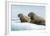 Walrus Resting on Ice in Hudson Bay, Nunavut, Canada-Paul Souders-Framed Photographic Print