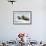 Walrus Resting on Ice in Hudson Bay, Nunavut, Canada-Paul Souders-Framed Photographic Print displayed on a wall