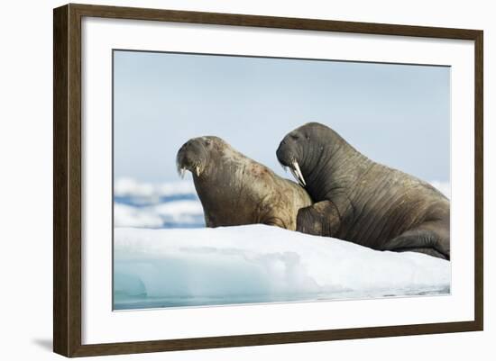 Walrus Resting on Ice in Hudson Bay, Nunavut, Canada-Paul Souders-Framed Photographic Print