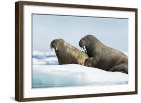 Walrus Resting on Ice in Hudson Bay, Nunavut, Canada-Paul Souders-Framed Photographic Print