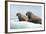 Walrus Resting on Ice in Hudson Bay, Nunavut, Canada-Paul Souders-Framed Photographic Print