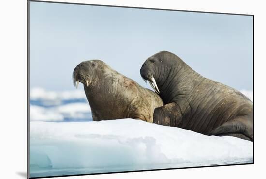 Walrus Resting on Ice in Hudson Bay, Nunavut, Canada-Paul Souders-Mounted Photographic Print