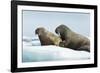 Walrus Resting on Ice in Hudson Bay, Nunavut, Canada-Paul Souders-Framed Photographic Print