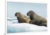 Walrus Resting on Ice in Hudson Bay, Nunavut, Canada-Paul Souders-Framed Photographic Print