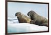 Walrus Resting on Ice in Hudson Bay, Nunavut, Canada-Paul Souders-Framed Photographic Print