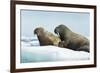 Walrus Resting on Ice in Hudson Bay, Nunavut, Canada-Paul Souders-Framed Photographic Print