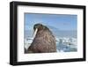 Walrus Resting on Ice in Hudson Bay, Nunavut, Canada-Paul Souders-Framed Photographic Print