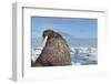 Walrus Resting on Ice in Hudson Bay, Nunavut, Canada-Paul Souders-Framed Photographic Print