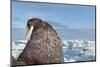 Walrus Resting on Ice in Hudson Bay, Nunavut, Canada-Paul Souders-Mounted Photographic Print