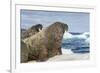 Walrus Resting on Ice in Hudson Bay, Nunavut, Canada-Paul Souders-Framed Photographic Print