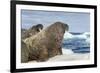 Walrus Resting on Ice in Hudson Bay, Nunavut, Canada-Paul Souders-Framed Photographic Print