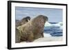 Walrus Resting on Ice in Hudson Bay, Nunavut, Canada-Paul Souders-Framed Photographic Print