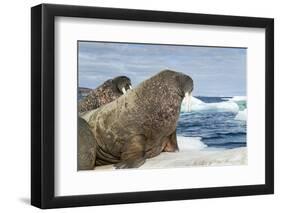 Walrus Resting on Ice in Hudson Bay, Nunavut, Canada-Paul Souders-Framed Photographic Print