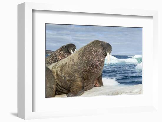 Walrus Resting on Ice in Hudson Bay, Nunavut, Canada-Paul Souders-Framed Photographic Print