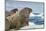 Walrus Resting on Ice in Hudson Bay, Nunavut, Canada-Paul Souders-Mounted Photographic Print