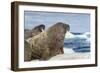 Walrus Resting on Ice in Hudson Bay, Nunavut, Canada-Paul Souders-Framed Photographic Print