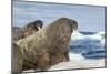 Walrus Resting on Ice in Hudson Bay, Nunavut, Canada-Paul Souders-Mounted Photographic Print