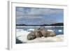 Walrus Resting on Ice in Hudson Bay, Nunavut, Canada-Paul Souders-Framed Photographic Print