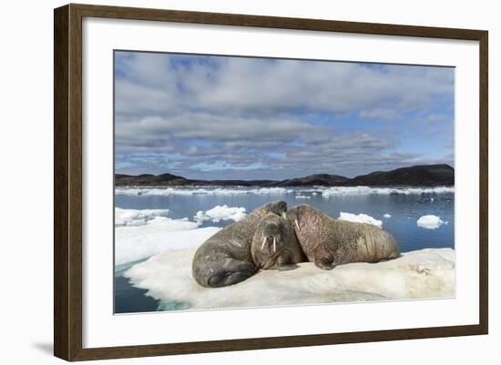 Walrus Resting on Ice in Hudson Bay, Nunavut, Canada-Paul Souders-Framed Photographic Print