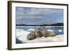 Walrus Resting on Ice in Hudson Bay, Nunavut, Canada-Paul Souders-Framed Photographic Print